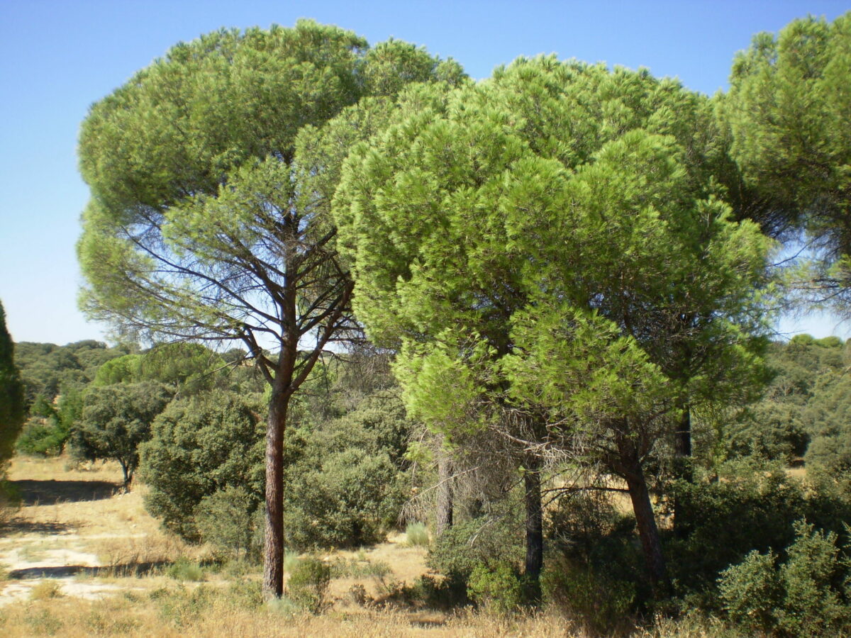 Aspectos procesales en el delito contra el medio ambiente